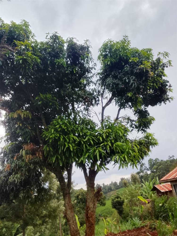 Trees on the Joyyamu farm