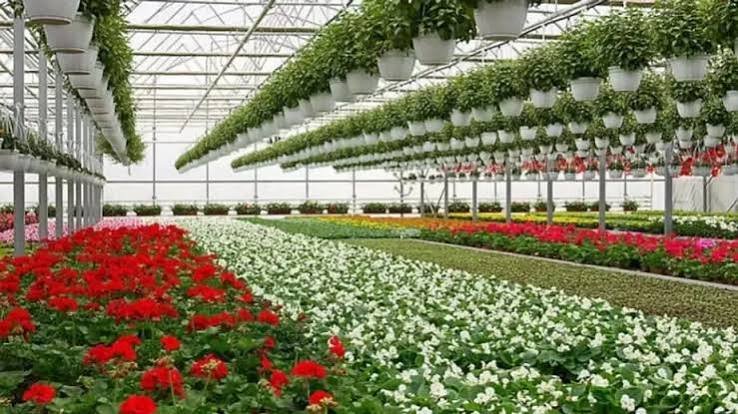 Seasonal flowers in a greenhouse